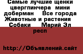 Самые лучшие щенки цвергпинчера (мини доберман) - Все города Животные и растения » Собаки   . Марий Эл респ.